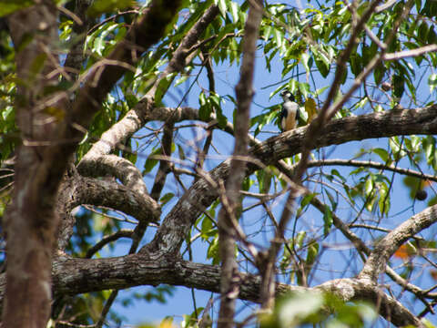 Image of Bornean Falconet