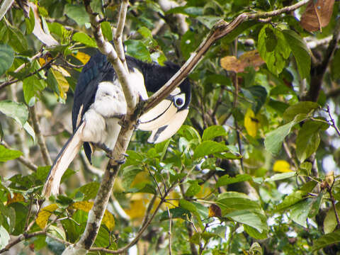 Image of Oriental Pied Hornbill