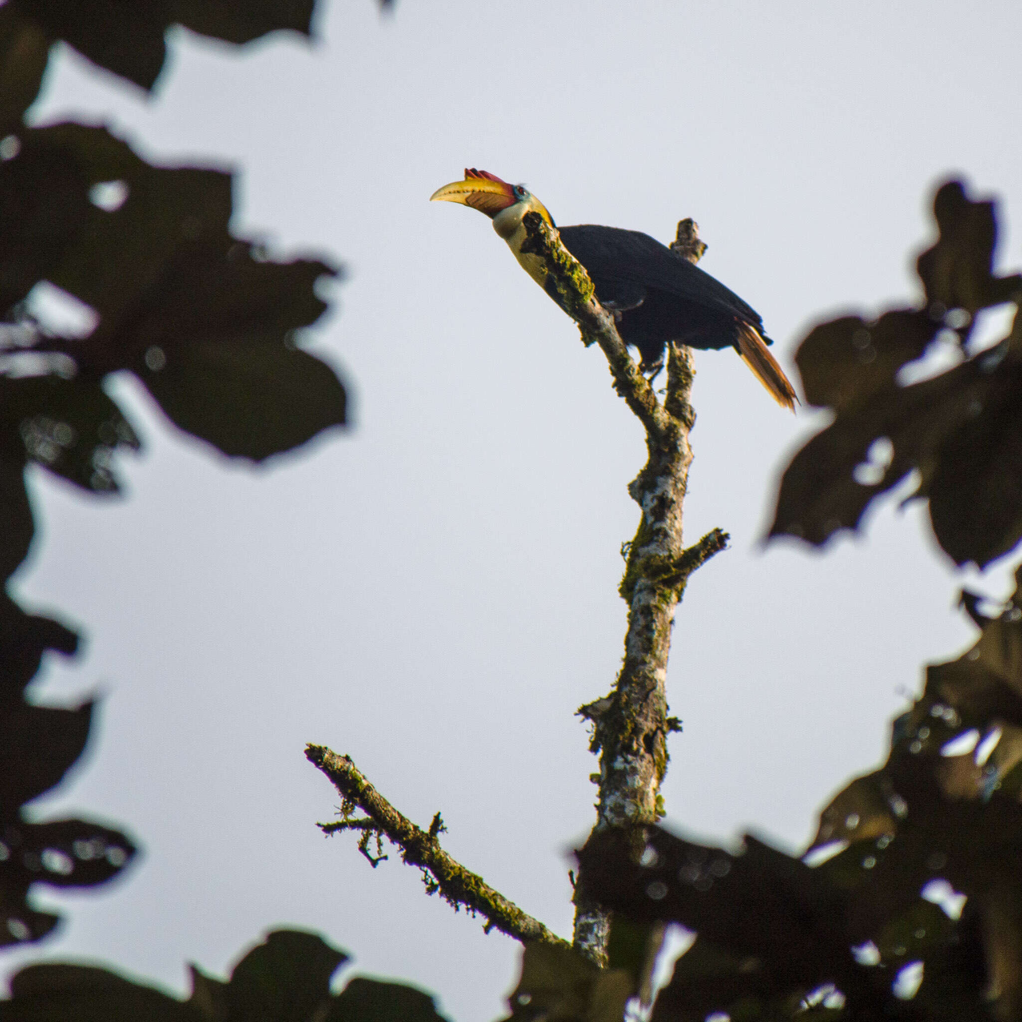 Image of Wrinkled Hornbill