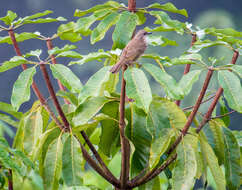 Image of Olive-winged Bulbul