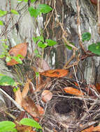 Image of Hooded Pitta