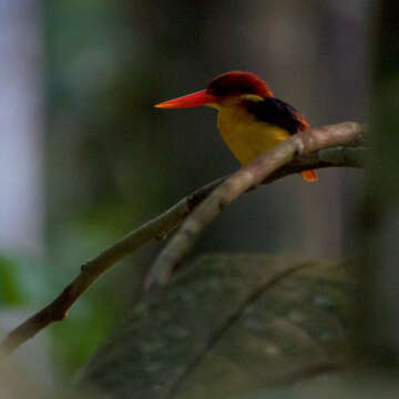 Image of Black-backed Kingfisher