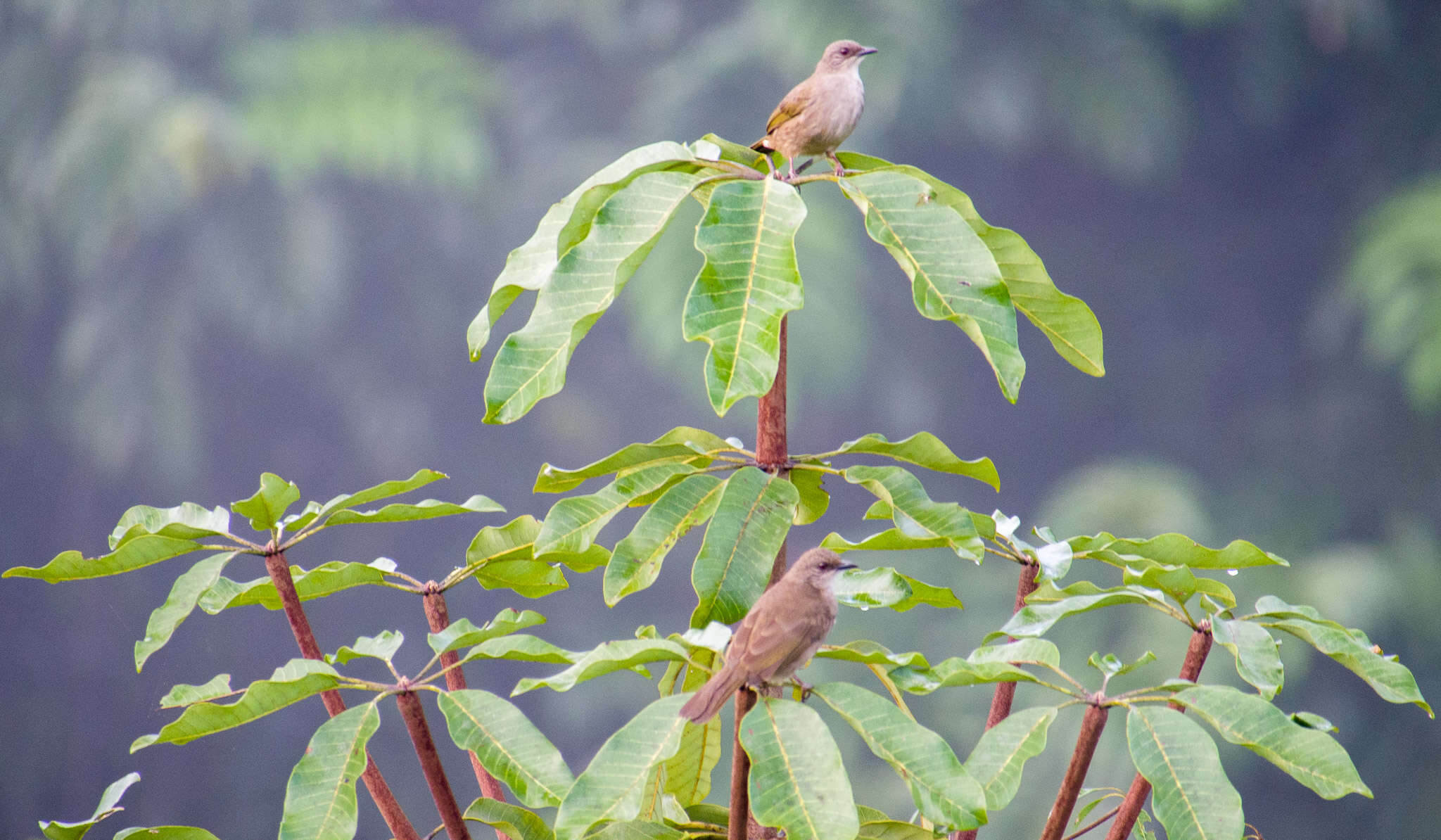 Image of Olive-winged Bulbul