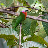 Image of Red-bearded Bee-eater