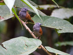 Sivun Stachyris erythroptera kuva