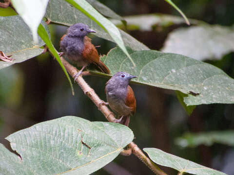 Слика од Stachyris erythroptera