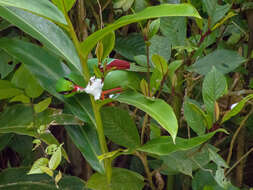 Image of Bornean Green Magpie