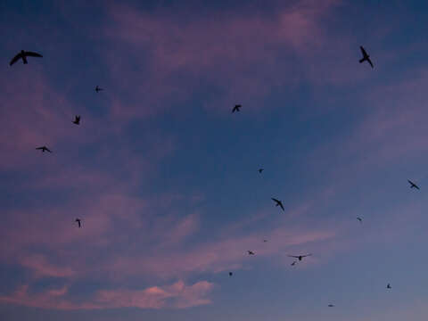 Image of Glossy Swiftlet