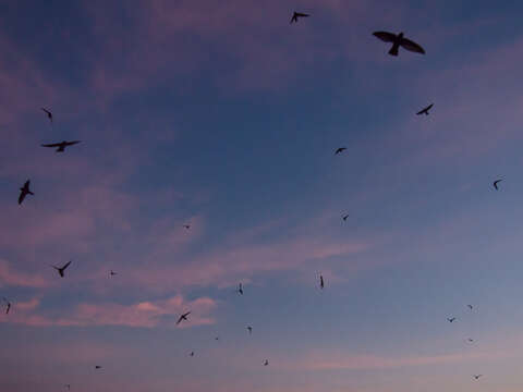 Image of Glossy Swiftlet