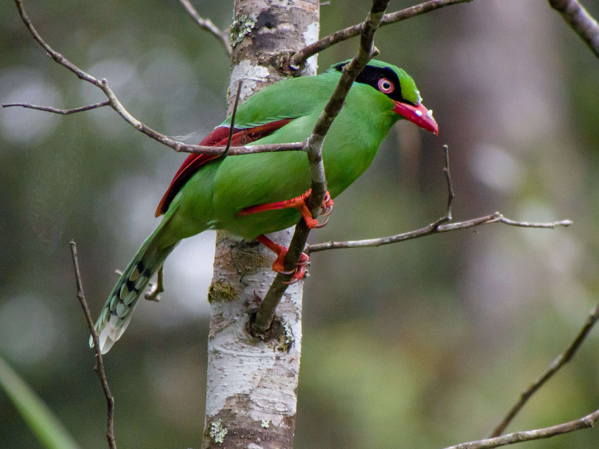 Image of Bornean Green Magpie