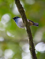 Image de Gobemouche indigo