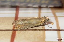 Image of Lathronympha strigana Fabricius 1775