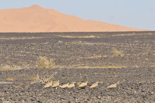 Image of Spotted Sandgrouse