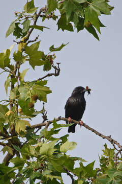 Image of Spotless Starling