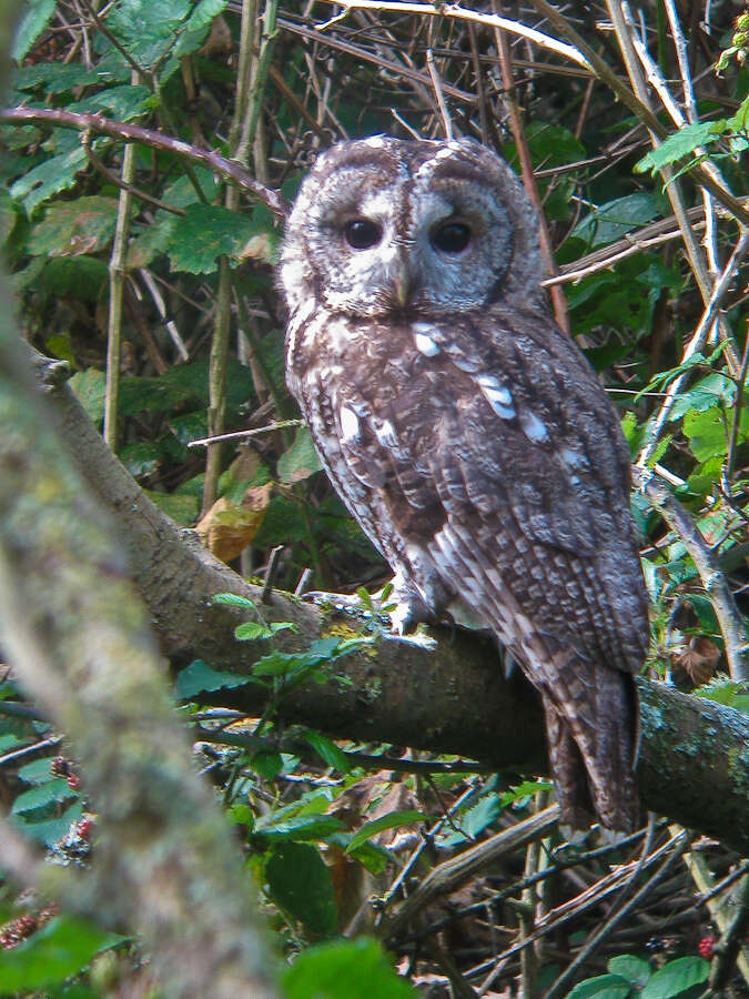 Image of Tawny Owl