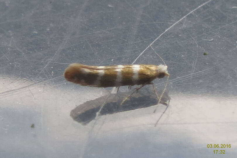 Imagem de Argyresthia trifasciata Staudinger 1871