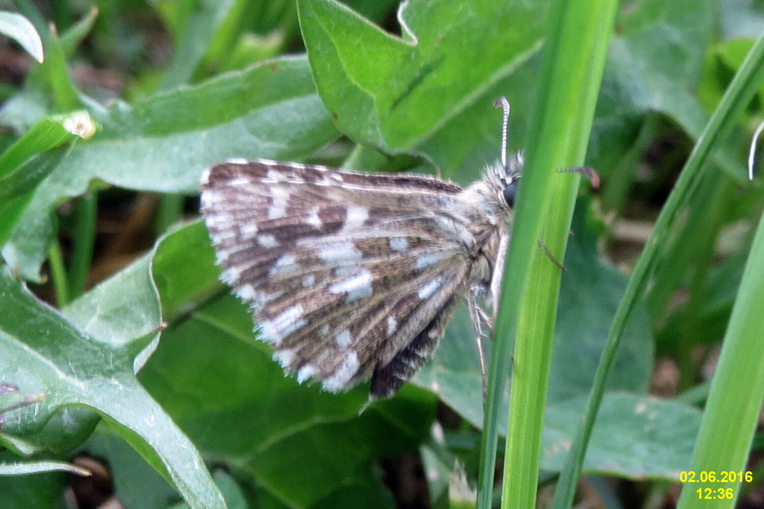 Image of Grizzled skipper