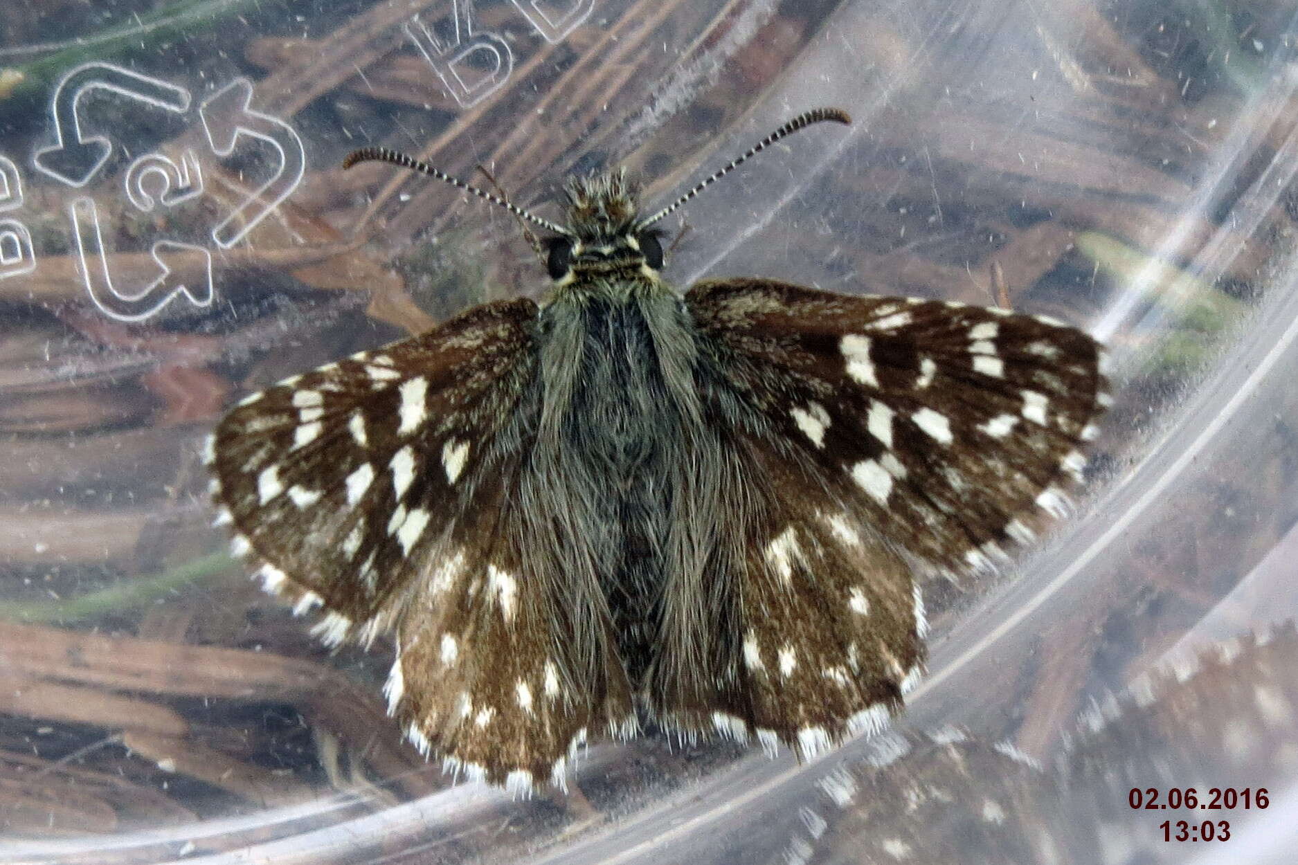 Image of Grizzled skipper