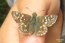 Image of Grizzled skipper