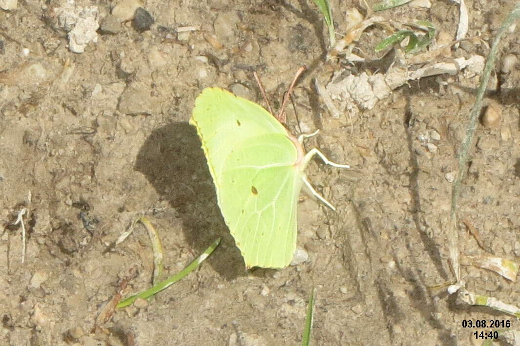 Image de citronelle rouillée