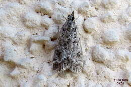 Image of Eudonia mercurella Linnaeus 1758