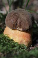 Image of Neoboletus luridiformis (Rostk.) Gelardi, Simonini & Vizzini 2014