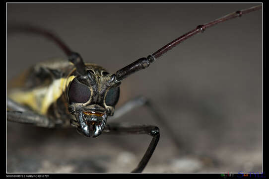 Image of Batocera rubus (Linné 1758)