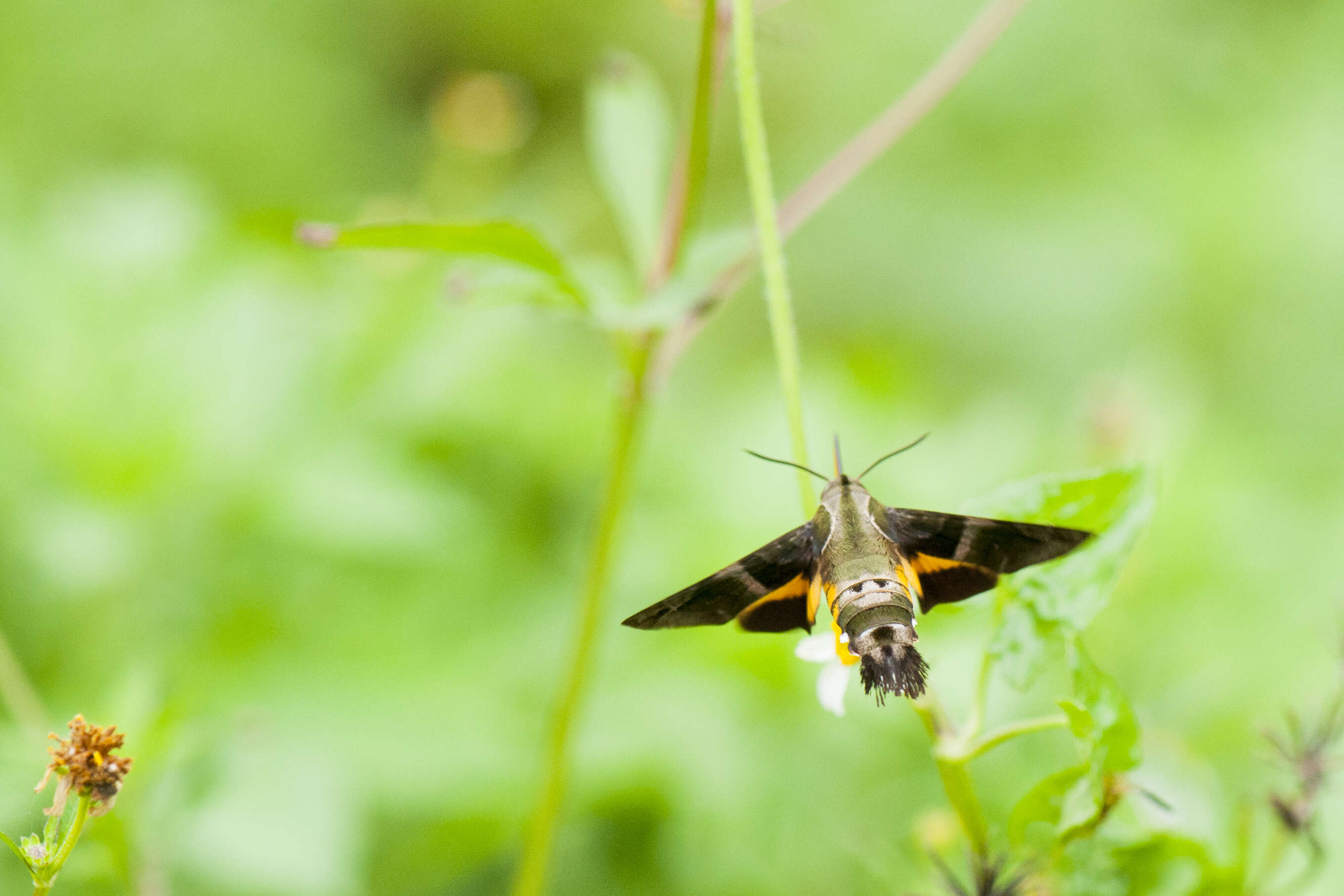 Image de Macroglossum sitiene Walker 1856