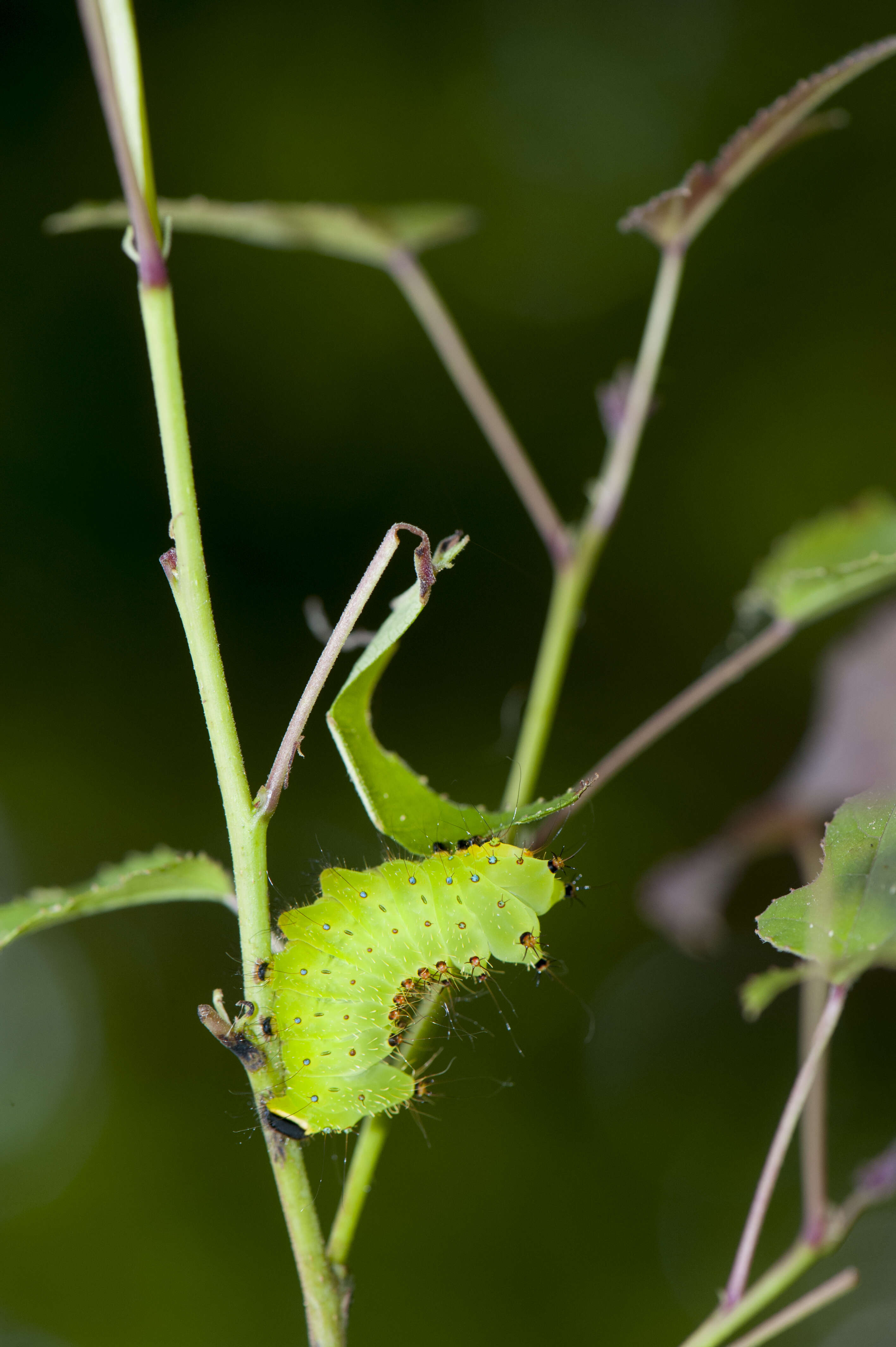 Imagem de Actias sinensis (Walker 1855)