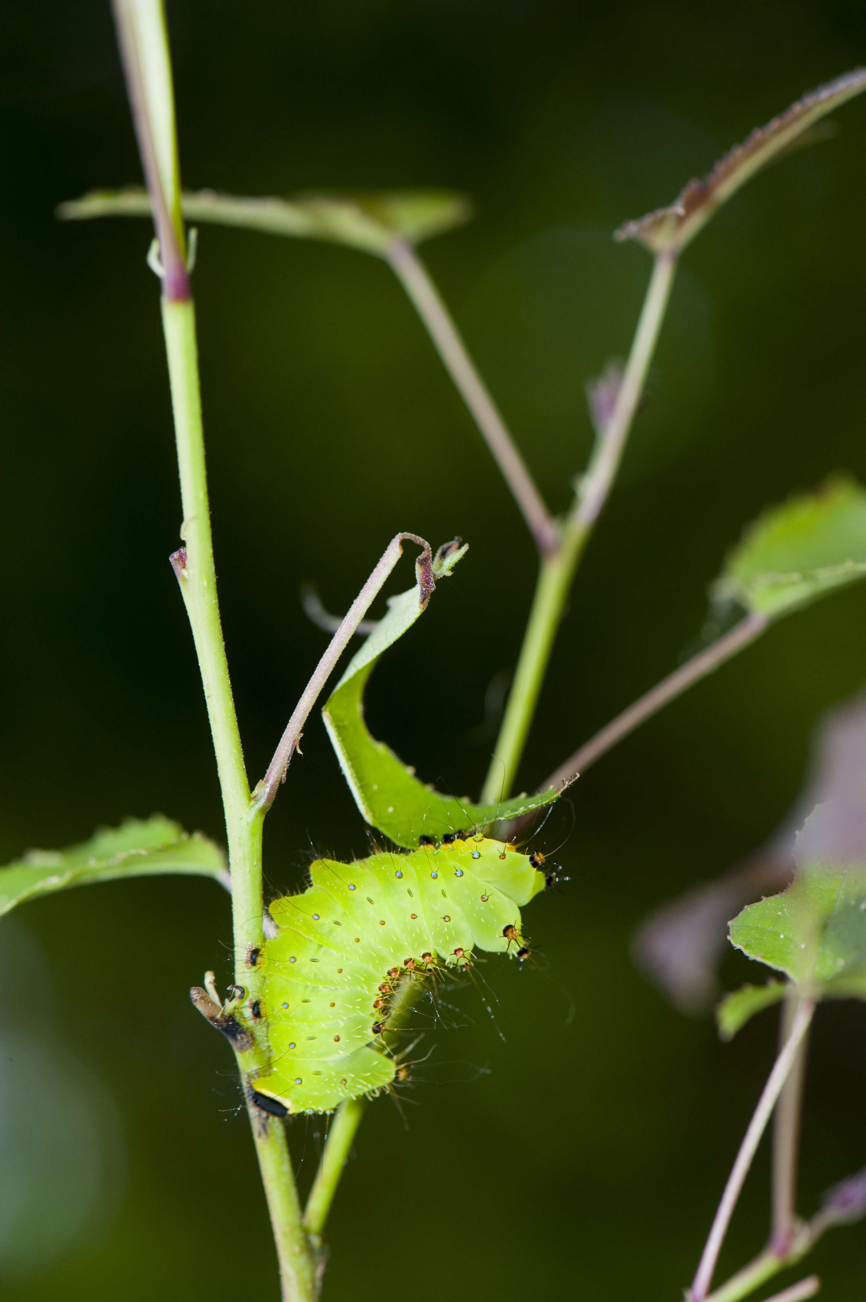 Imagem de Actias sinensis (Walker 1855)