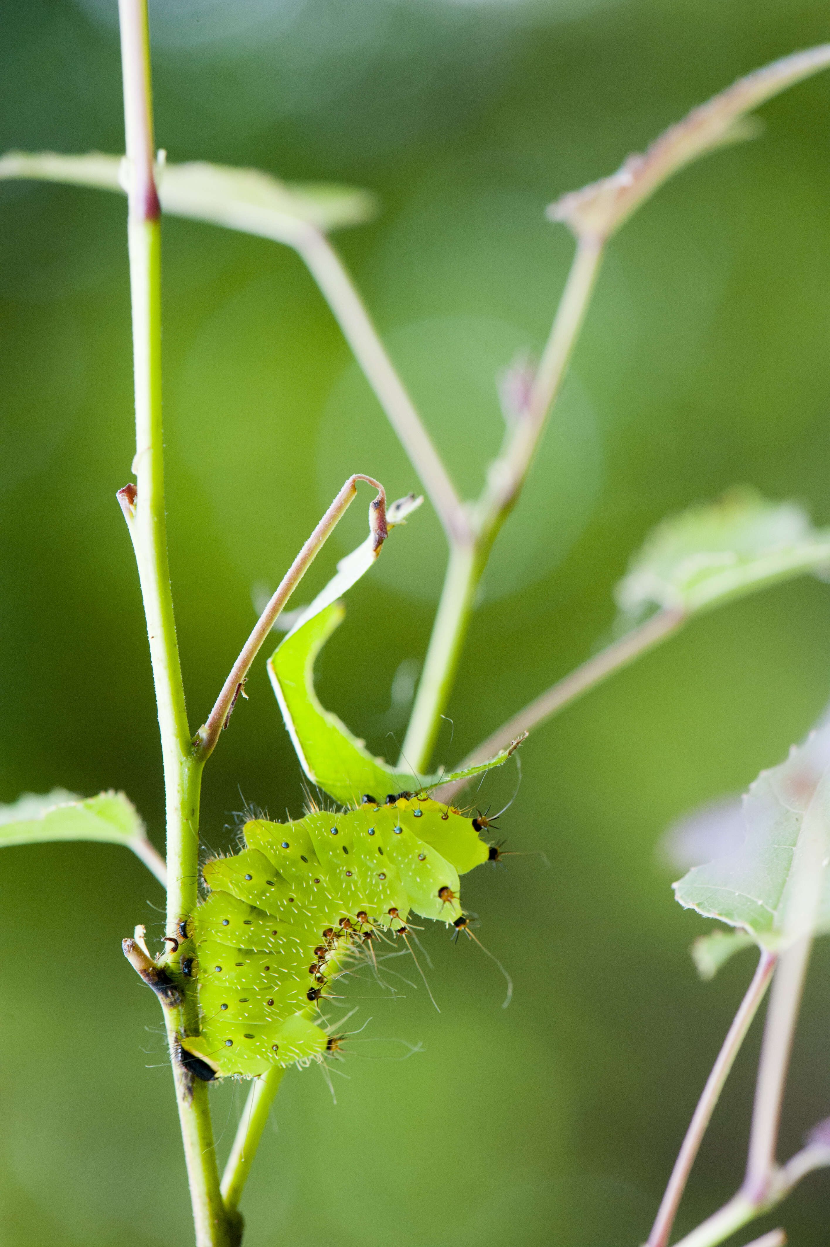 Imagem de Actias sinensis (Walker 1855)