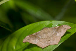 Imagem de Hyposidra talaca Walker 1860