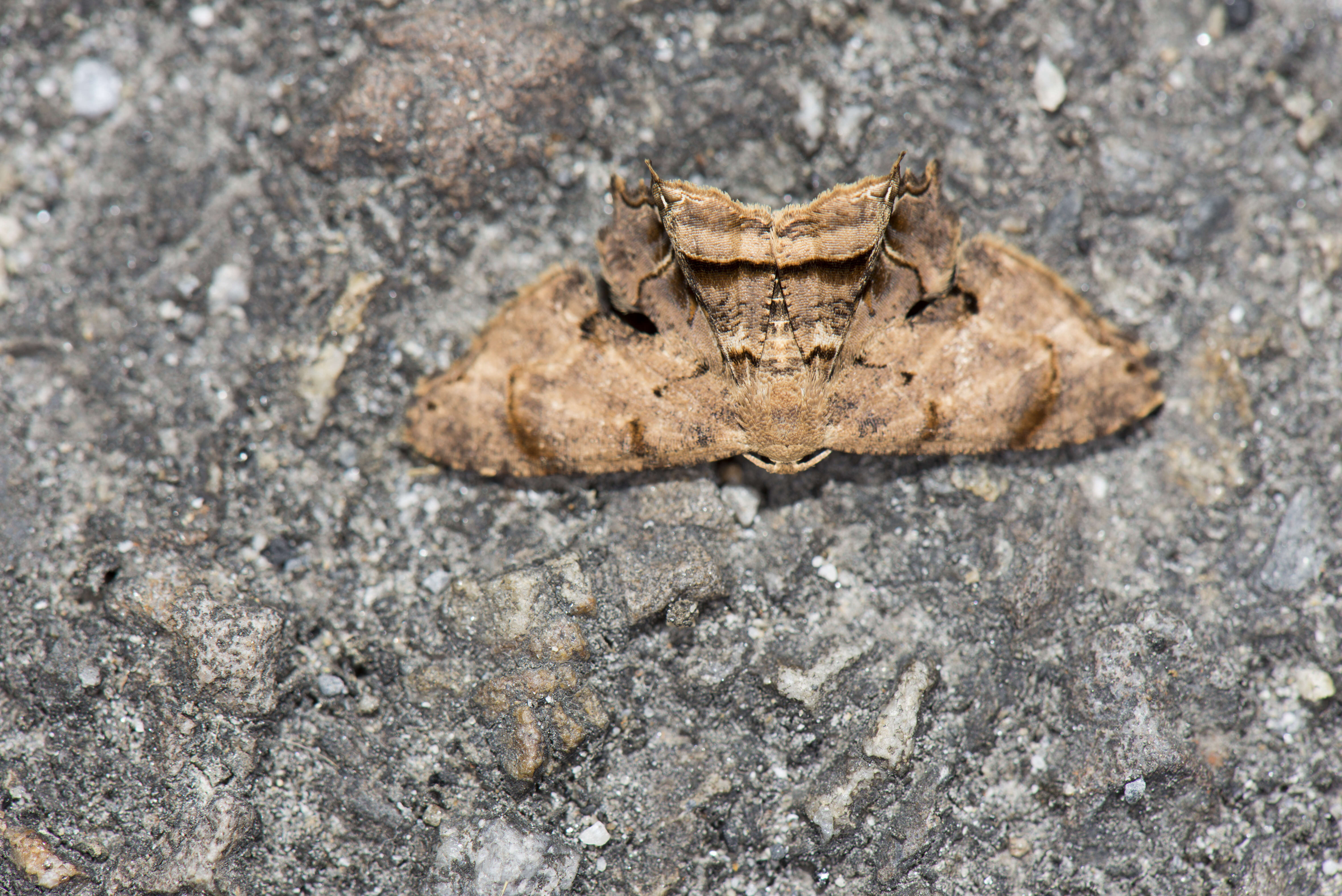 Image of Dysaethria fulvihamata