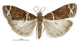 Eudonia leucogramma Meyrick 1884的圖片