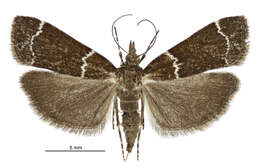 Eudonia leucogramma Meyrick 1884的圖片