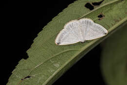 Image of Lomographa percnosticta