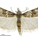 Image of Eudonia manganeutis Meyrick