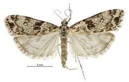 Eudonia locularis Meyrick 1912的圖片