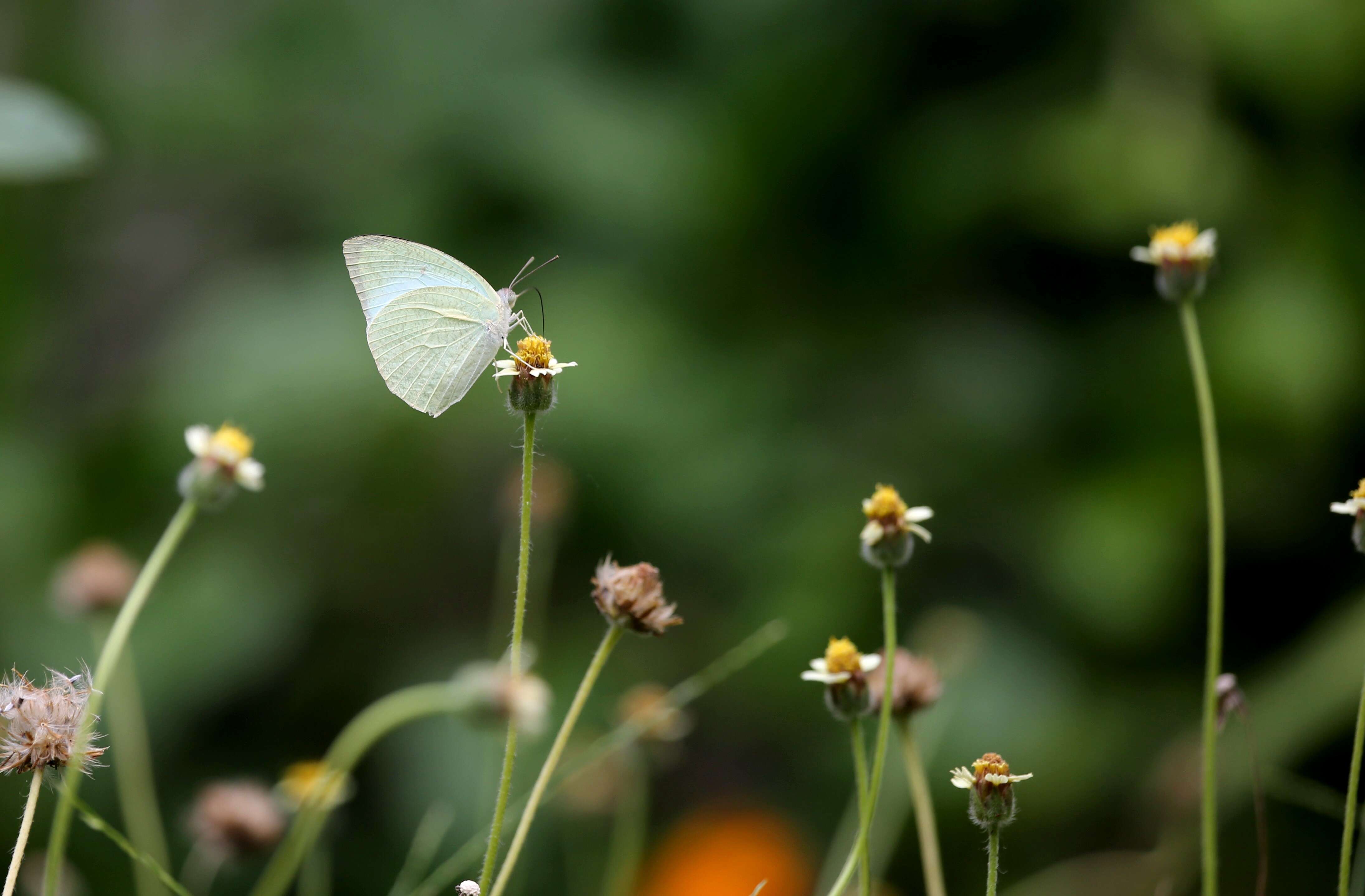 Image of Catopsilia pyranthe (Linnaeus 1758)