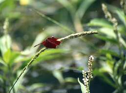 Image of Neurothemis terminata Ris 1911