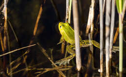 Image de Petite grenouille verte