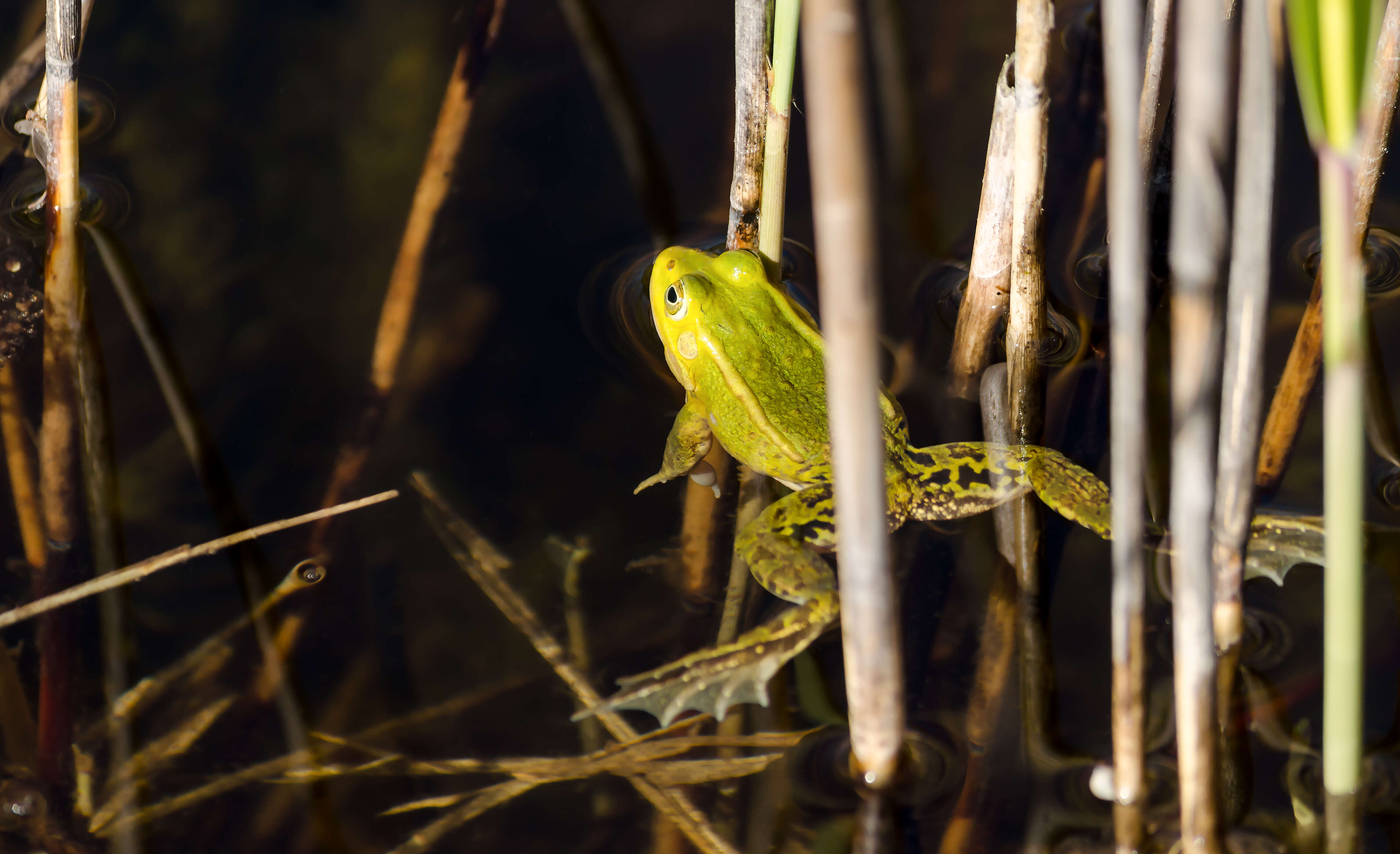 Image de Petite grenouille verte