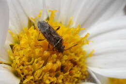 Image of False Chinch Bug