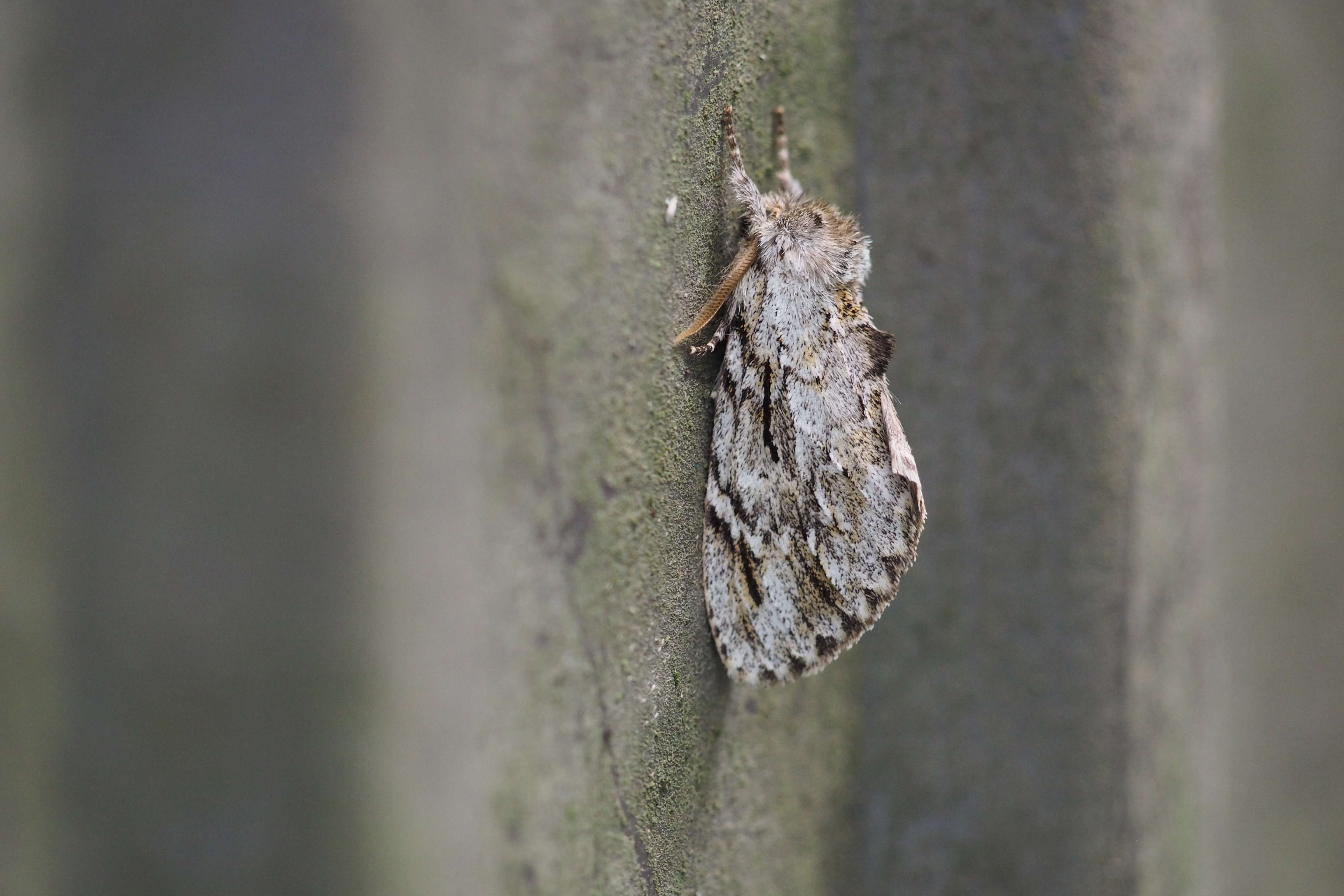 Image of Microphalera grisea Butler 1885