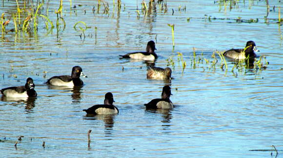 Image of Ring-necked Duck