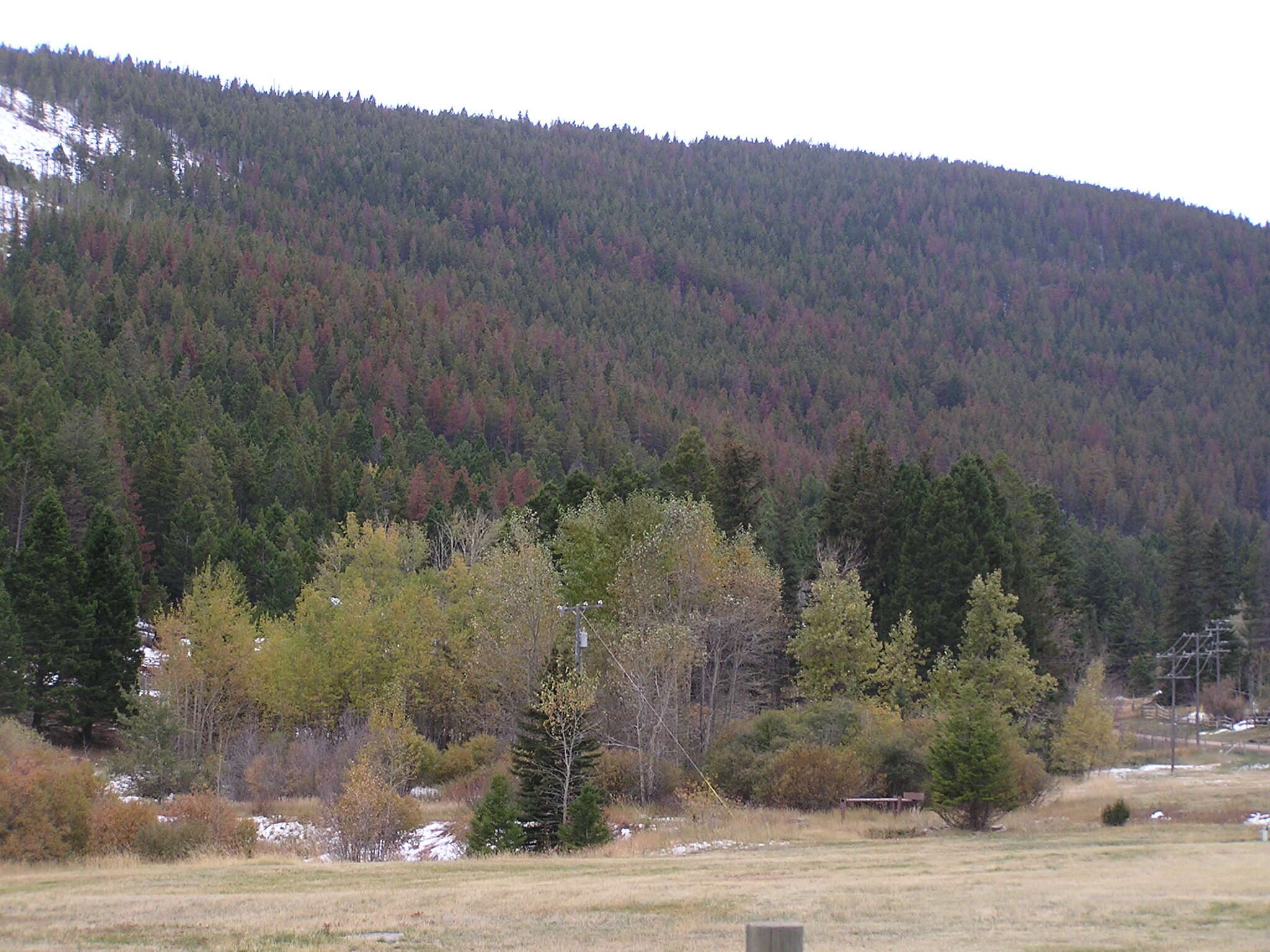 Image of Mountain Pine Beetle