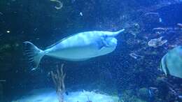 Image of Banded Unicornfish