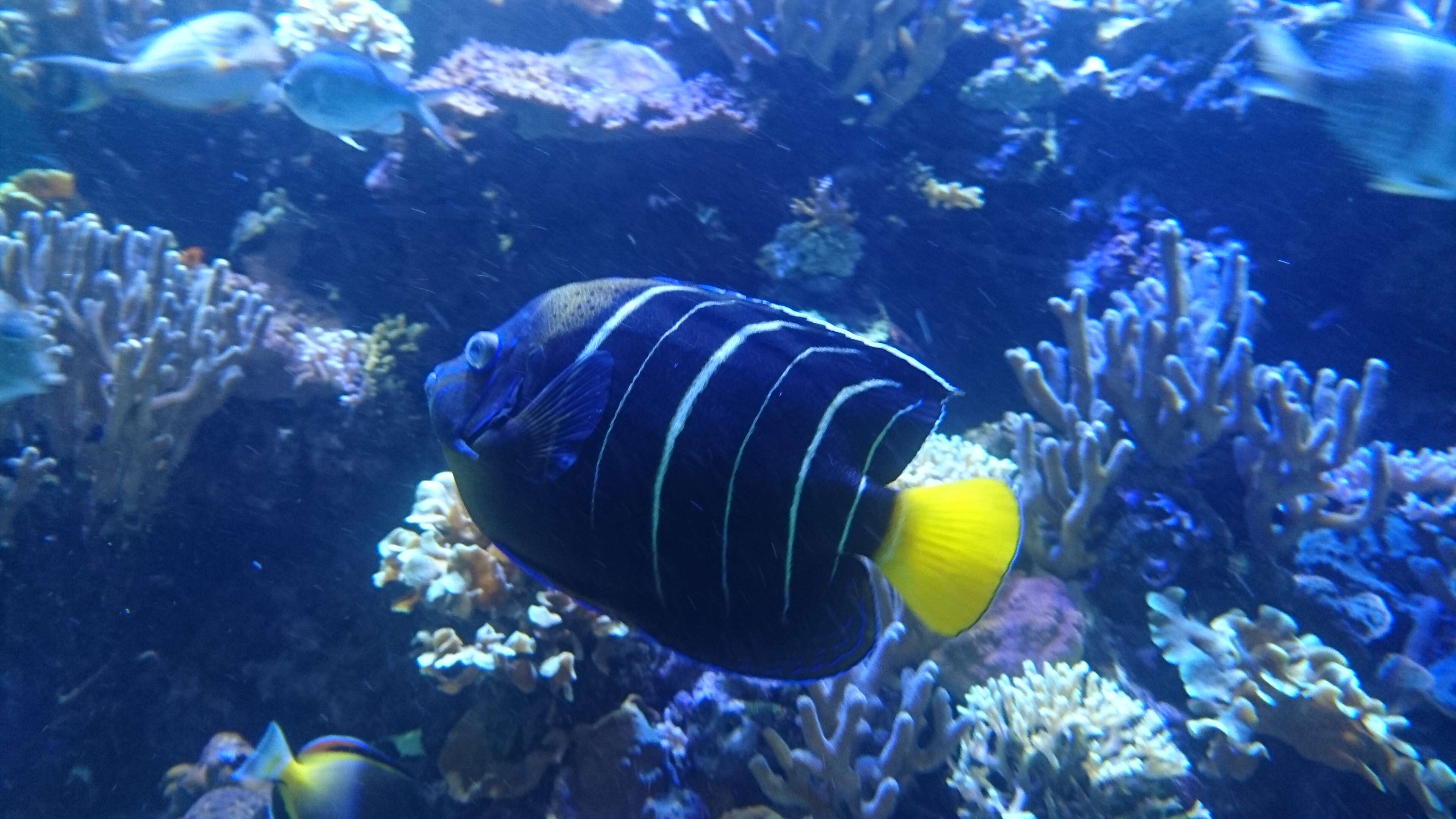 Image of Ear-spot Angelfish