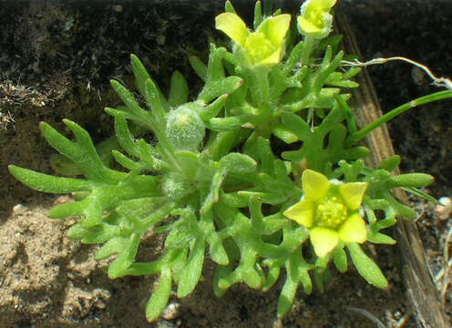 Image de Ceratocephalus testiculatus