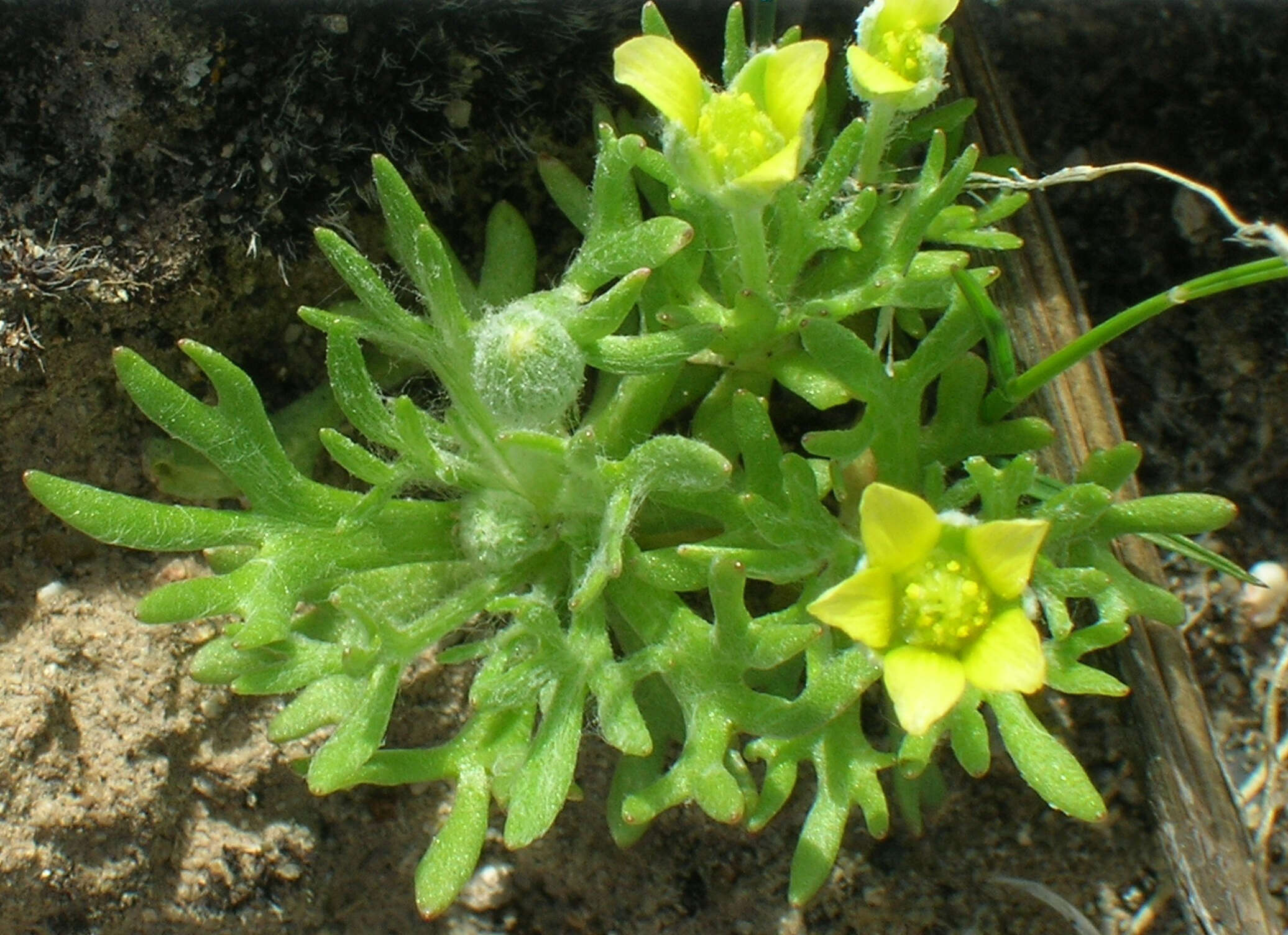 Image of Ceratocephalus testiculatus